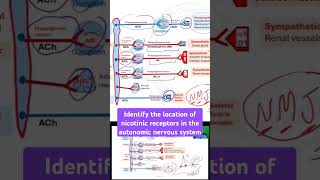 Identify the location of nicotinic receptors in the autonomic nervous system [upl. by Ydahs]