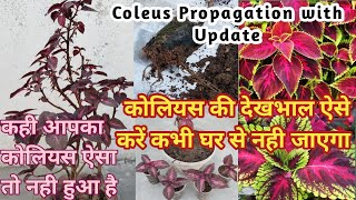 Growing Coleus with Cutting with updates  How to grow care amp propagate Coleus plant Full Details [upl. by Kepner614]