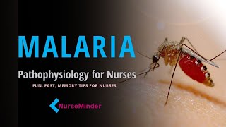 Malaria How People Get Malaria Transmission Nursing Pathophysiology [upl. by Airetnahs]