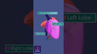 Liver Lobes and Segments shorts education [upl. by Eittik]