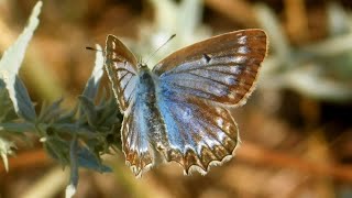 polyommatus daphnis  butterflies of Greece [upl. by Ahsaet]