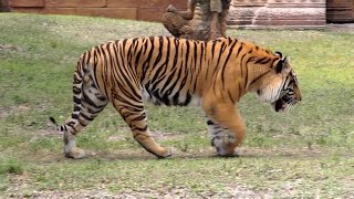 Bengal Tiger Roar and Grooming in HD  Captivating Beauty [upl. by Scevor]