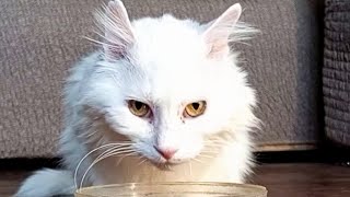 Tasty Delights Watch as an old white cat indulges in pure culinary bliss [upl. by Darrell]