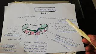 Palmar aponeurosis and Fibrous Flexor sheath [upl. by Westland]