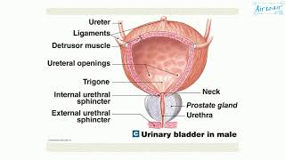 detrusor muscle [upl. by Tchao]