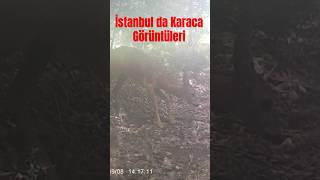 İstanbul da Karaca fotokapan a yakalandı wildlife nature [upl. by Alyss]