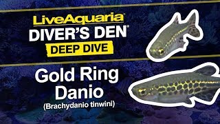 LiveAquaria® Diver’s Den® Deep Dive Gold Ring Danio Brachydanio tinwini [upl. by Damiano662]