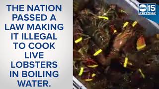 AGREE Switzerland bans killing lobsters with boiling water  ABC15 Digital [upl. by Leonardo]