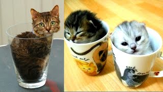 Top 10 Smallest Cats In The World 2020  The Most Smallest Cutest Cats To Ever Live [upl. by Anoyk]