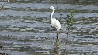 Garzetta  Little Egret  Egretta garzetta [upl. by Niboc]