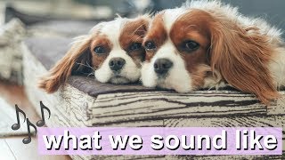 WHAT WE SOUND LIKE  Dog sounds  Cavalier King Charles [upl. by Paget]