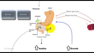 Insulina e glucosio Riassunto e schema per il tes di medicina [upl. by Edora]