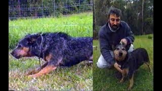 The Australian Cattle Dog  Burkes Backyard [upl. by Leann]