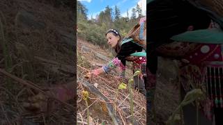 Picking Fiddlehead Ferns of Hillside satisfying RomFarm [upl. by Rockafellow]