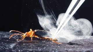 How bombardier beetles bomb [upl. by Htebarual]