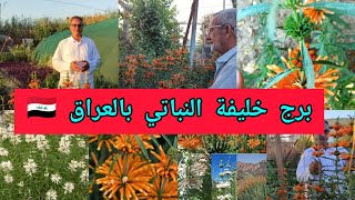 برج خليفة النباتي بالعراق 🇮🇶 نبات اذن الأسد الذنبية Leonotis leonurus نبات رحيقي جاذب للنحل 🐝 ازرعوه [upl. by Niroc]