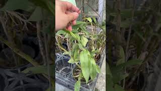 超級便宜的石斛蘭！超級出清價 當然就撿回家啦 nature orchid 蘭花 plants orchidaceae [upl. by Tom]