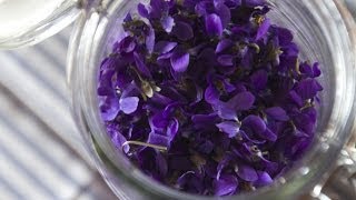 Making Perfume from Violets Enfleurage  Fresh P [upl. by Iznyl]