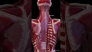 3d anatomy of the fasciae of the back anatomy meded 3dmodel [upl. by Lattonia]