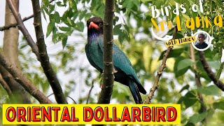 ORIENTAL DOLLARBIRD  Birds of Sri Lanka with Thinev  Sound  Call [upl. by Corydon486]