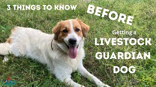 Watch this BEFORE Getting a Karakachan Livestock Guardian Dog [upl. by Anirad764]