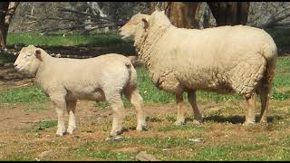 Vortex Charollais Sheep [upl. by Fogarty785]