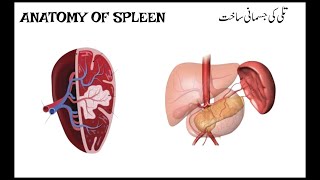 anatomy of spleen  tally ki jismani sakht  प्लीहा की शारीरिक रचना [upl. by O'Connell708]