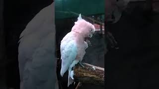 Cockatoo Parrot [upl. by Ardnaeed]