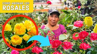 Cómo CUIDAR Los ROSALES para que se llene de ROSAS de forma impresionante Cuidados de los rosales [upl. by Ahsoym86]