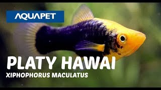 PEIXE PLATY HAWAI XIPHOPHORUS MACULATUS [upl. by Noam]