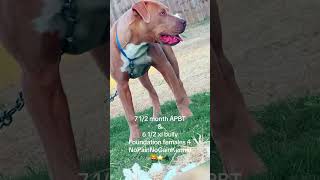 apbt pitbull xlbully americanbully americanbulldog puppy dog shorts reels makemefamous [upl. by Eneleahcim315]