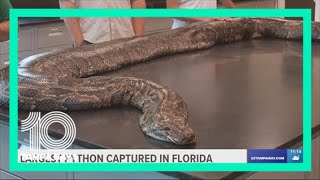 Biologists capture 18foot python largest ever found in Florida [upl. by Utta]