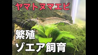 ゾエアから稚エビまで ヤマトヌマエビ繁殖成功 その方法公開 [upl. by Smukler]