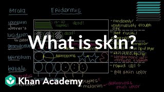 What is skin Epidermis  Integumentary system physiology  NCLEXRN  Khan Academy [upl. by Neri]