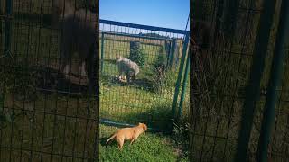 Caucasian shepherd amp staffordshire bull terrier puppy [upl. by Moneta979]