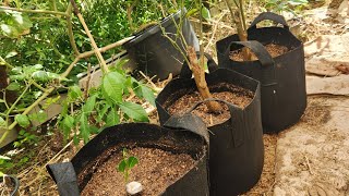 Reworking my old trifoliate citrus tree [upl. by Appilihp]