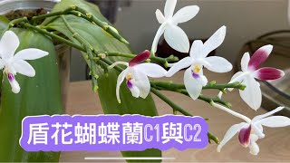 盾花蝴蝶蘭phal tetraspis C1與C2）在生長及開花有可分別（672021） [upl. by Skillern]