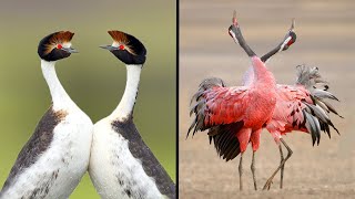 25 Birds With The Best Mating Dances In The World [upl. by Eahsan226]