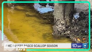 Pasco scallop season paused after toxins detected in the Gulf of Mexico [upl. by Ulrike]