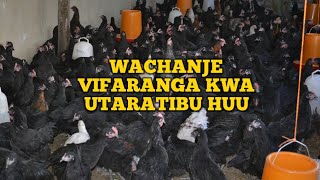 Chanjo ya Vifaranga vya Kuku Chotara [upl. by Aneer]