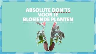 Intratuin  Bloeiende kamerplanten verzorgen  tip 2 [upl. by Annawek]