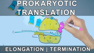 Prokaryotic Translation  Elongation and Termination [upl. by Dearden]