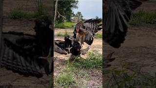 Black Changeable Hawk Eagle trying hunt hen is walking on the ground for it’s food without mercy [upl. by Billy]