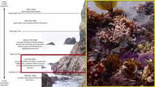 Benthos Intertidal Zone [upl. by Ori]