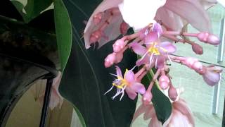 MEDINILLA MAGNIFICA FINALE [upl. by Boor]