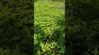 Flores da caatinga Bamburral abrindo Pasto apícola [upl. by Colner332]