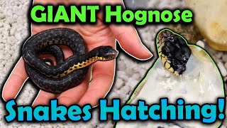 Worlds Largest Hognose Snake Species Hatching [upl. by Ogden]