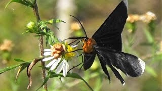 Whitetipped Black Moth Melanchroia chephise [upl. by Mamie]