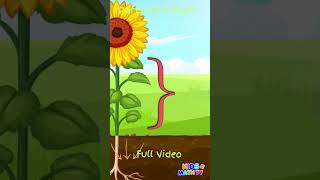 Parts of Plants and Their Functions for Grade 1  PlantsForKids PlantLife biologylesson [upl. by Ainorev]