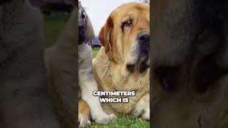 Spanish Mastiff  Powerful and Giant Dog Breed [upl. by Annoel]